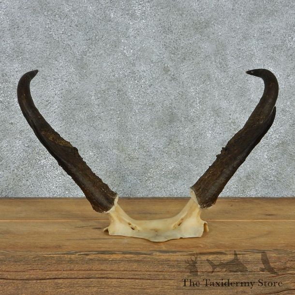 Pronghorn Taxidermy Skull Cap & Horns Mount #10788 For Sale @ The Taxidermy Store