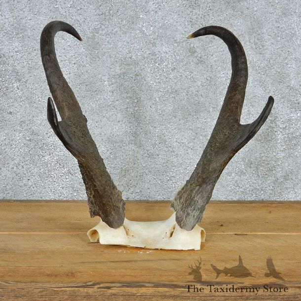 Pronghorn Taxidermy Skullcap & Horns Mount #10790 For Sale @ The Taxidermy Store
