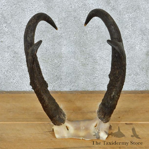 Pronghorn Taxidermy Skullcap & Horns Mount #10796 For Sale @ The Taxidermy Store