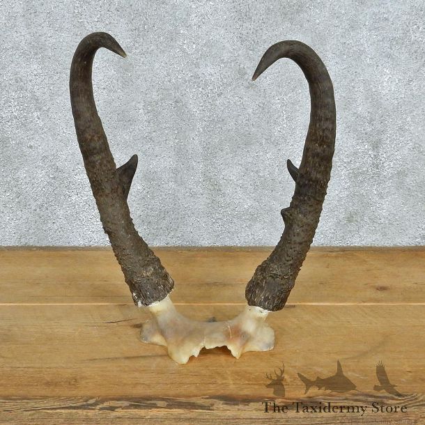 Pronghorn Taxidermy Skullcap & Horns Mount #12564 For Sale @ The Taxidermy Store