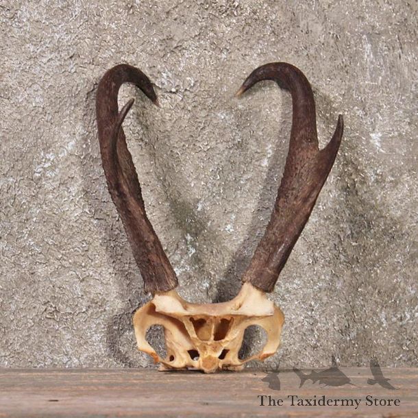 Pronghorn Antelope Horns #10786 - For Sale - The Taxidermy Store