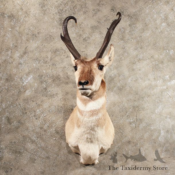 Pronghorn Antelope Shoulder Mount #11412 - For Sale - The Taxidermy Store