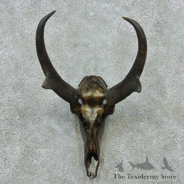 Pronghorn Skull & Horns European Mount #13583 For Sale @ The Taxidermy Store