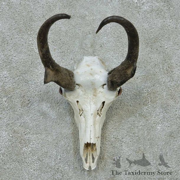 Pronghorn Skull & Horns European Mount #13589 For Sale @ The Taxidermy Store