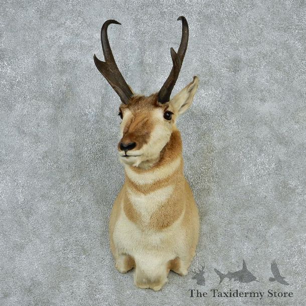Pronghorn Taxidermy Head Mount #12854 For Sale @ The Taxidermy Store
