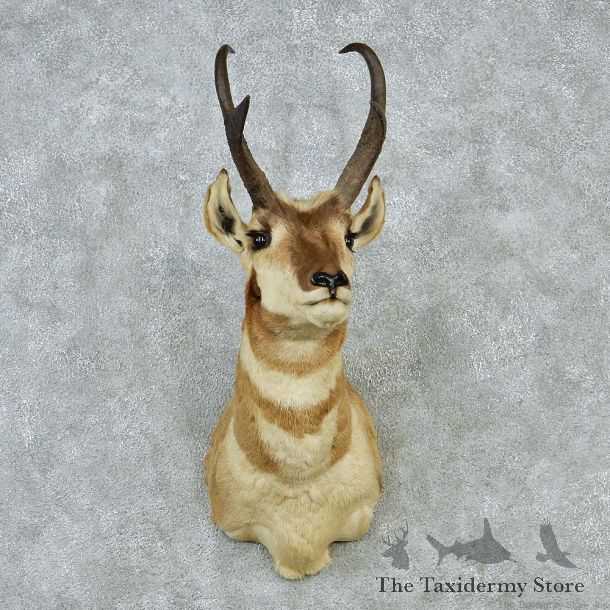Pronghorn Taxidermy Head Mount #12855 For Sale @ The Taxidermy Store.jpg