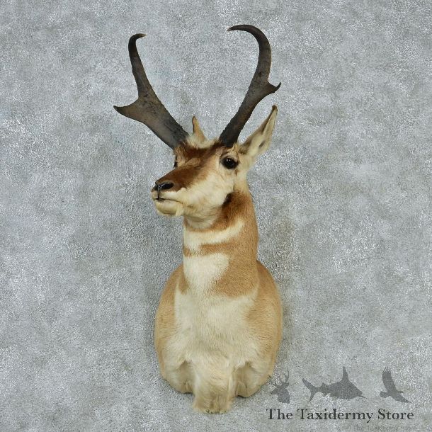 Pronghorn Taxidermy Head Mount #12856 For Sale @ The Taxidermy Store