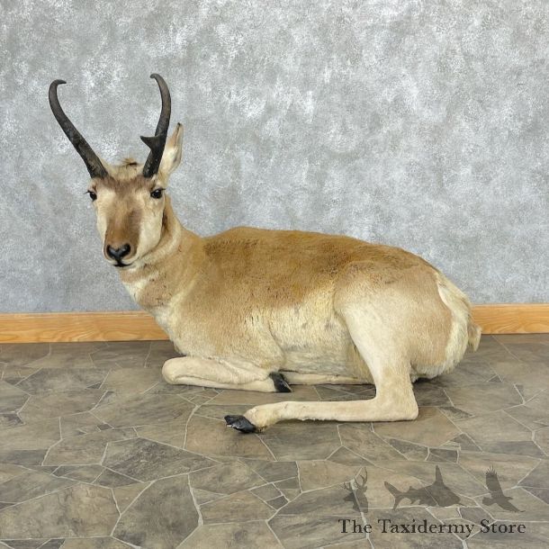 Pronghorn Antelope Life Size Mount For Sale #27042 @ The Taxidermy Store