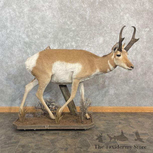 Pronghorn Antelope Life Size Mount For Sale #27129 @ The Taxidermy Store