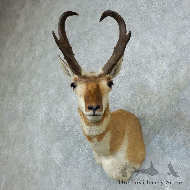 Pronghorn Antelope Shoulder Mount For Sale #18507 @ The Taxidermy Store