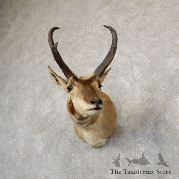 Pronghorn Antelope Shoulder Mount For Sale #18923 @ The Taxidermy-Store