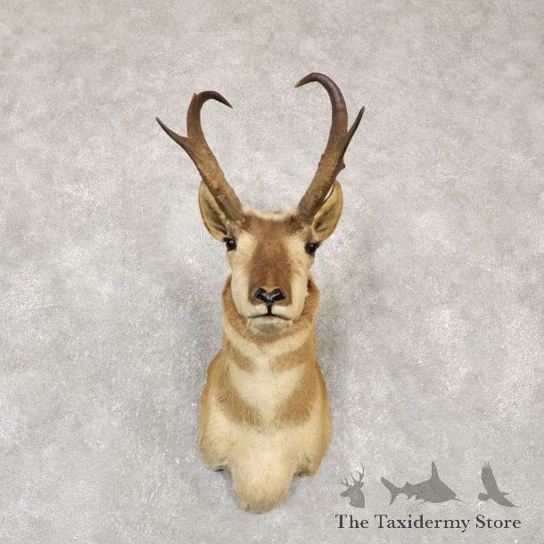 Pronghorn Antelope Shoulder Mount For Sale #20141 @ The Taxidermy Store