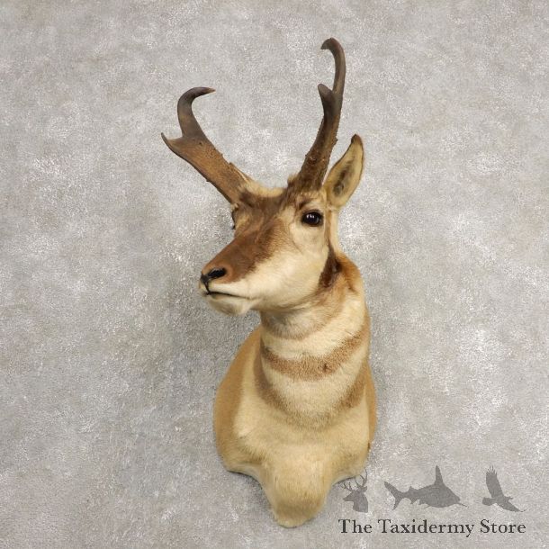 Pronghorn Antelope Shoulder Mount For Sale #20471 @ The Taxidermy-Store