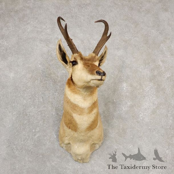 Pronghorn Antelope Shoulder Mount For Sale #20528 @ The Taxidermy Store