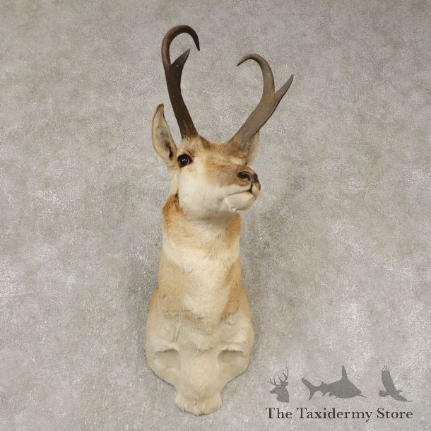 Pronghorn Antelope Shoulder Mount For Sale #21442 @ The Taxidermy Store