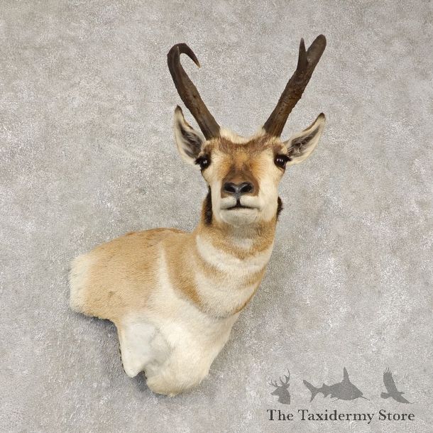 Pronghorn Antelope Shoulder Mount For Sale #21444 @ The Taxidermy-Store