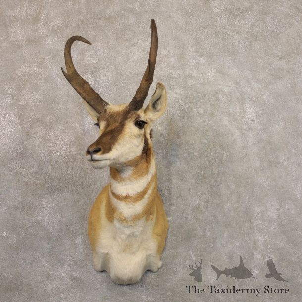 Pronghorn Antelope Shoulder Mount For Sale #22161 @ The Taxidermy-Store