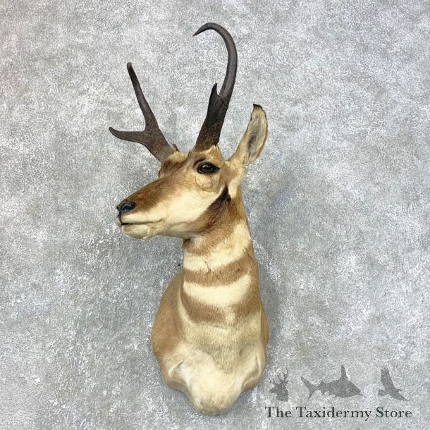 Pronghorn Antelope Shoulder Mount For Sale #23991 @ The Taxidermy-Store