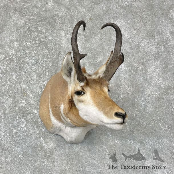 Pronghorn Antelope Shoulder Mount For Sale #25293 @ The Taxidermy-Store