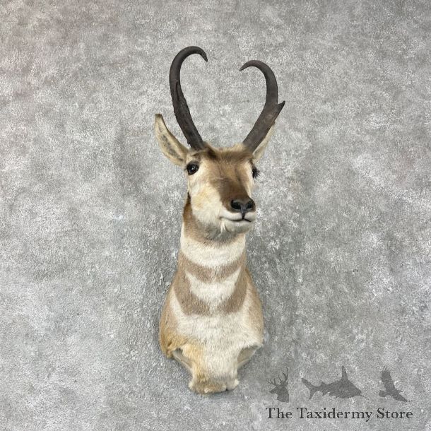 Pronghorn Antelope Shoulder Mount For Sale #26043 @ The Taxidermy-Store