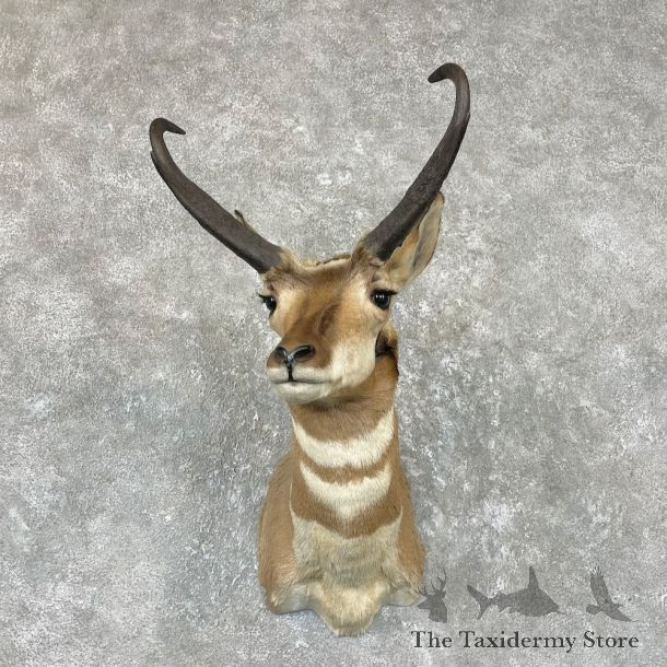 Pronghorn Antelope Shoulder Mount For Sale #26729 @ The Taxidermy-Store