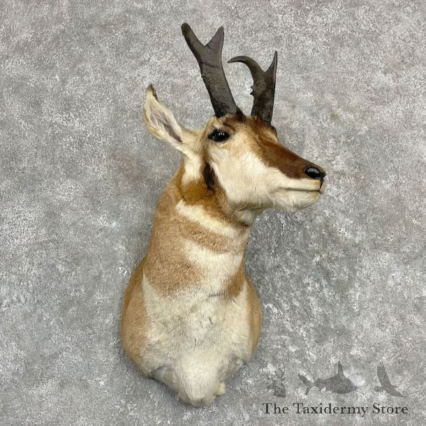 Pronghorn Antelope Shoulder Mount For Sale #27280 @ The Taxidermy-Store