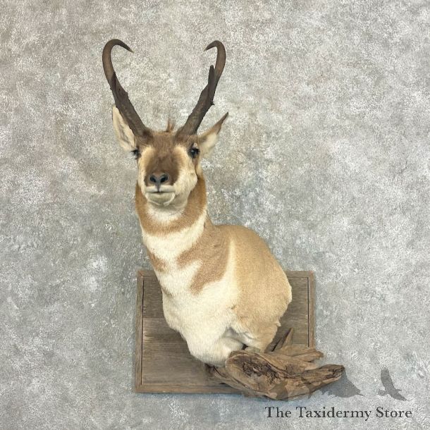 Pronghorn Antelope Shoulder Mount For Sale #27661 @ The Taxidermy Store