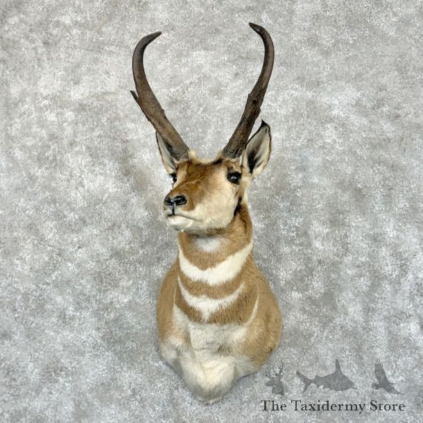 Pronghorn Antelope Shoulder Mount For Sale #29035 @ The Taxidermy Store