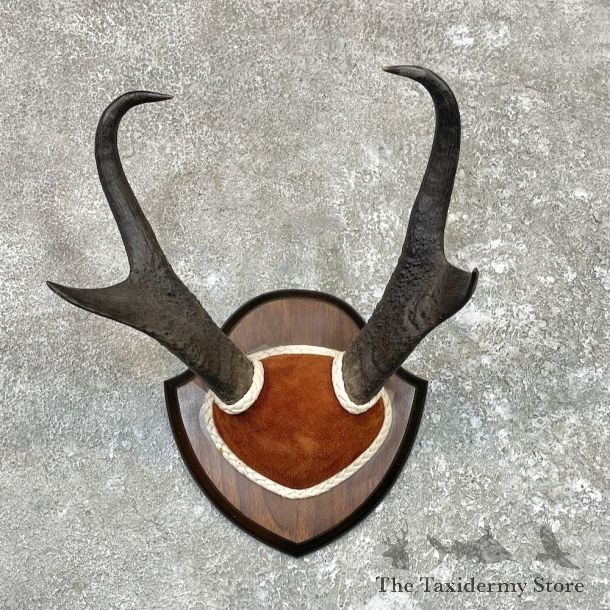 Pronghorn Plaque Taxidermy Mount For Sale #26583 @ The Taxidermy Store