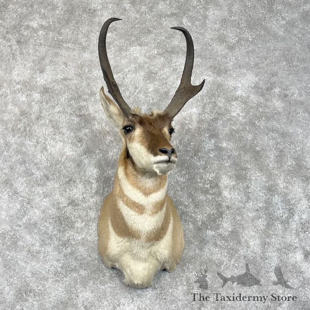 Pronghorn Shoulder Mount For Sale #28457 @ The Taxidermy Store
