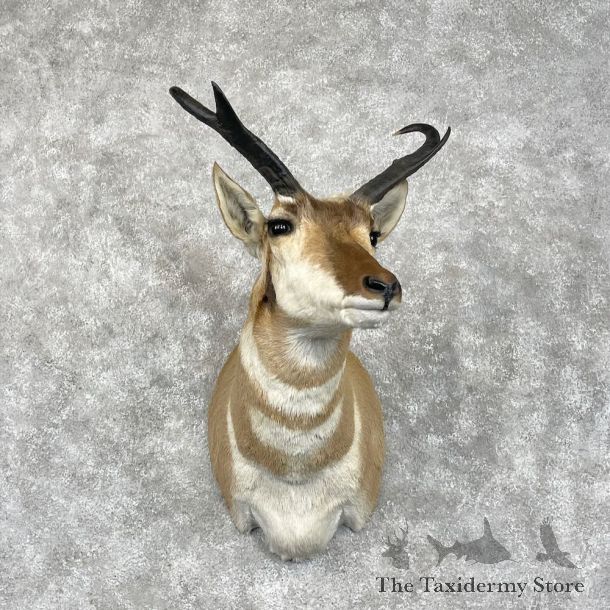 Pronghorn Shoulder Mount For Sale #28458 @ The Taxidermy Store