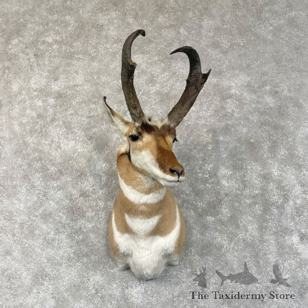 Pronghorn Shoulder Mount For Sale #28709 @ The Taxidermy Store
