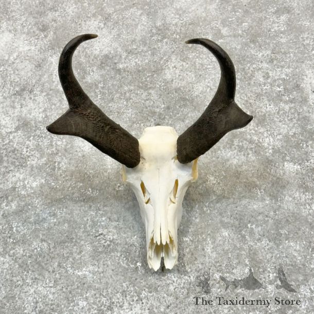 Pronghorn Skull & Horns European Mount For Sale #28464 @ The Taxidermy Store