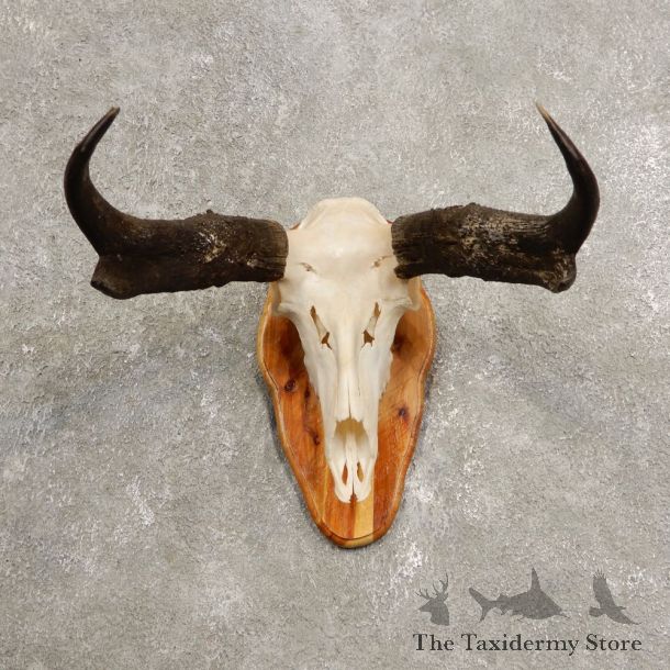 Pronghorn Skull & Horn European Mount #20442 For Sale @ The Taxidermy Store