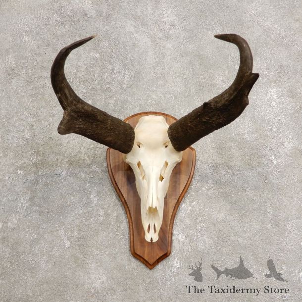 Pronghorn Skull & Horn European Mount #20447 For Sale @ The Taxidermy Store