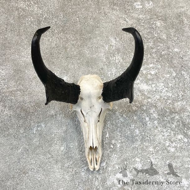 Pronghorn Skull & Horn European Mount For Sale #26601 @ The Taxidermy Store