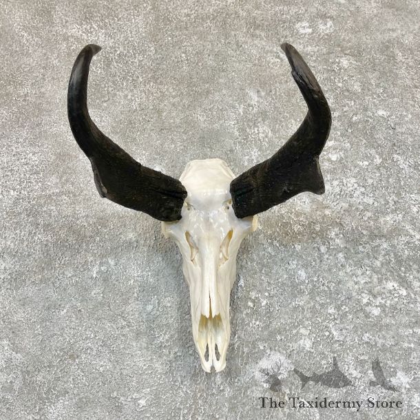 Pronghorn Skull & Horn European Mount For Sale #26611 @ The Taxidermy Store