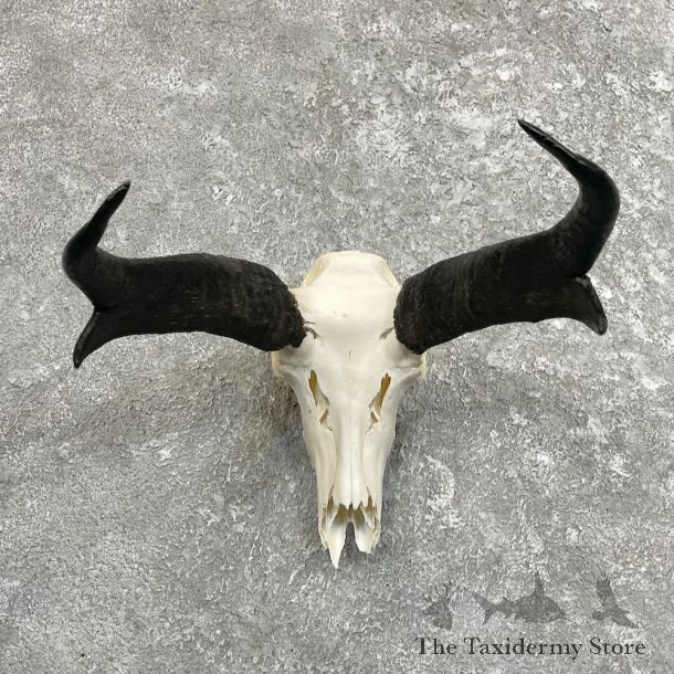 Pronghorn Skull & Horn European Mount For Sale #27492 @ The Taxidermy Store