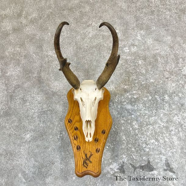 Pronghorn Skull & Horns European Mount For Sale #26600 @ The Taxidermy Store