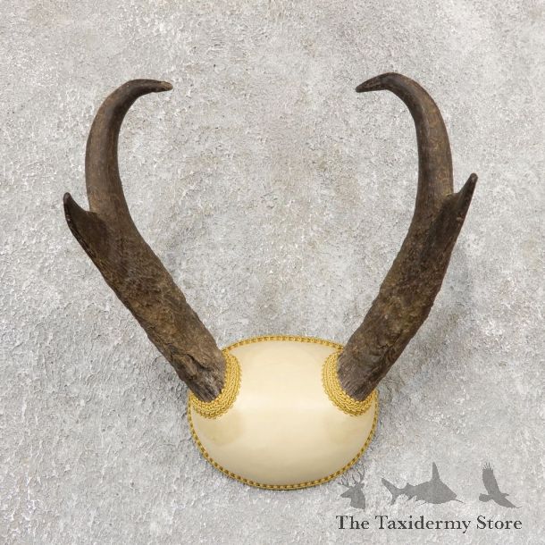 Pronghorn Taxidermy Horn Mount #19037 For Sale @ The Taxidermy Store