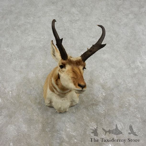 Pronghorn Antelope Shoulder Mount For Sale #17320 @ The Taxidermy Store