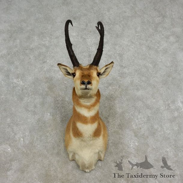 Pronghorn Antelope Shoulder Mount For Sale #17321 @ The Taxidermy Store