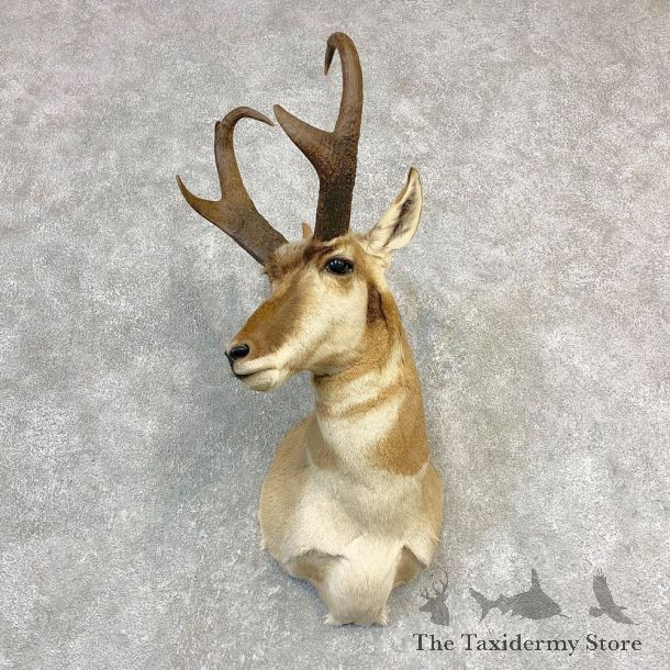 Pronghorn Taxidermy Shoulder Mount #21837 For Sale @ The Taxidermy Store