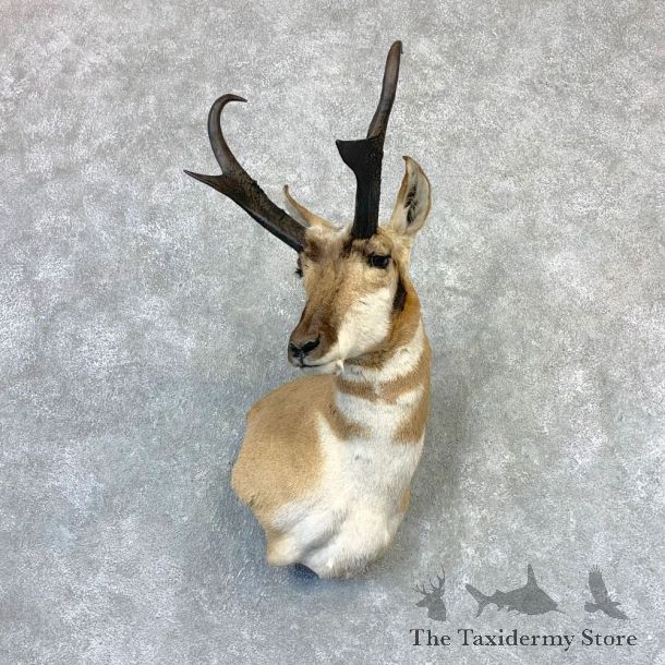 Pronghorn Taxidermy Shoulder Mount #23213 For Sale @ The Taxidermy Store