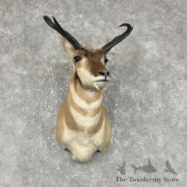 Pronghorn Taxidermy Shoulder Mount #25480 For Sale @ The Taxidermy Store