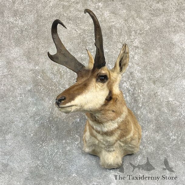 Pronghorn Taxidermy Shoulder Mount #26329 For Sale @ The Taxidermy Store