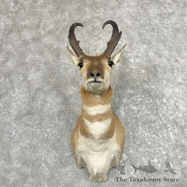 Pronghorn Taxidermy Shoulder Mount For Sale #27630 @ The Taxidermy Store
