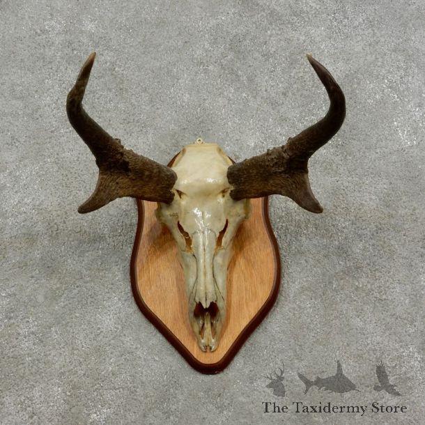 Pronghorn Skull Horns European Mount #17081 For Sale @ The Taxidermy Store
