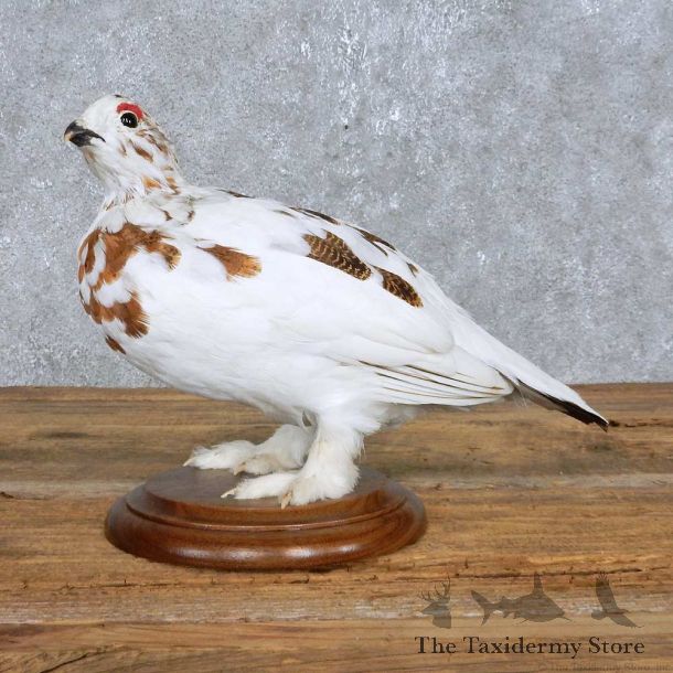 Perched Rock Ptarmigan Mount For Sale #14836 @ The Taxidermy Store
