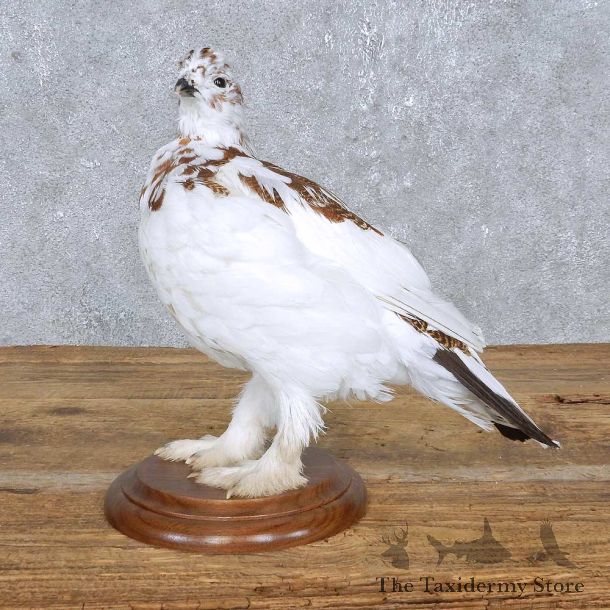 Standing Ptarmigan Mount For Sale #14835 @ The Taxidermy Store